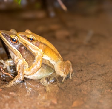Two golden Hylarana frogs mating in amplexus position in a shallow muddy pond.