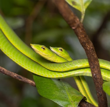 Two bright green vine snakes coiled together on a tree branch in a tropical forest.