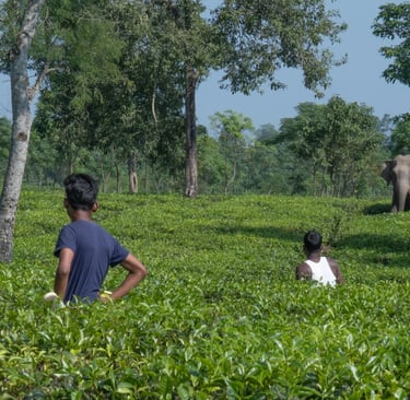 Workers in a lush green tea garden watch a wild elephant grazing near the trees.