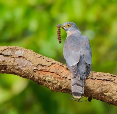 A Common Cuckoo bird perched on a branch with a caterpillar in its beak.