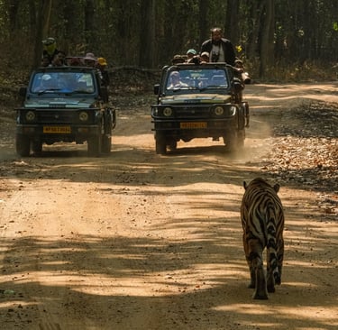 A wild Bengal tiger walks down a dirt road toward safari jeeps in a lush Indian forest.
