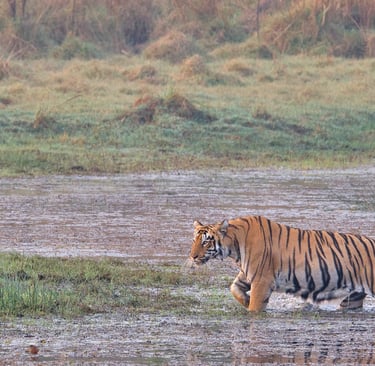 A wild Bengal tiger walks through a shallow marshy pond in a grassy wetland safari habitat.