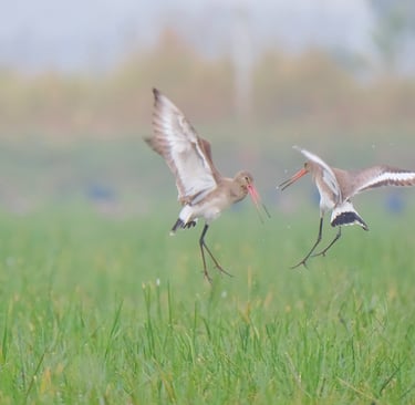 Two black-tailed godwits jumping and fighting over a lush green wetland field.