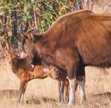 A mother Indian Gaur bison licking its two young calves in a golden grassy meadow.