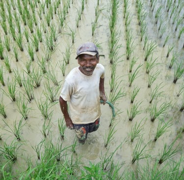 A smiling Asian farmer standing in a flooded green rice paddy field during planting season.