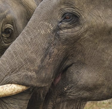 Extreme close-up of a large Asiatic elephant showing textured grey skin and ivory tusks.