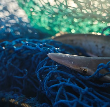 A small shark caught as bycatch in a blue commercial fishing net.