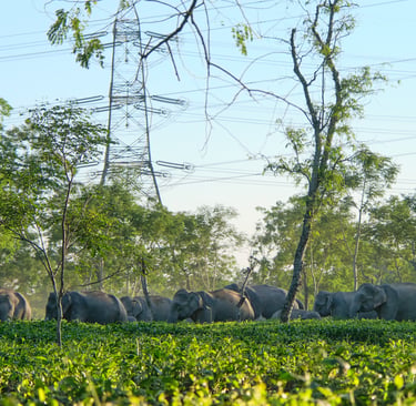 A herd of wild elephants grazing in a lush green tea garden under high-voltage power lines.