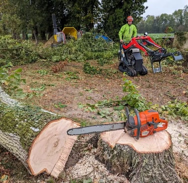 arbre au sol sur fond de chantier d'élagage