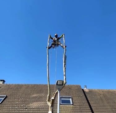 élagueur en équilibre dans un arbres