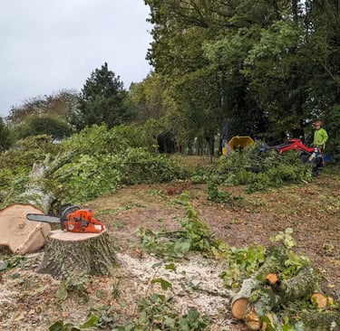 tronçonneuse posée sur une souche de tilleul près de La Ferté Bernard