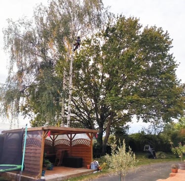arboriste grimpeur abattant un boulot