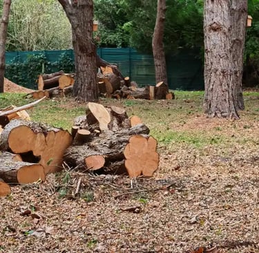 tas de bois sur chantier d'abattage près de la Flèche