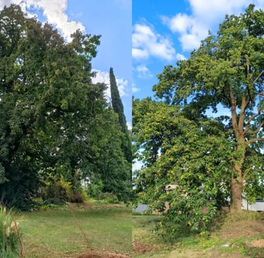Élagage d'un châtaignier, vue avant et après