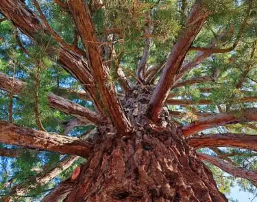 intérieur de houppier d'un sequoia