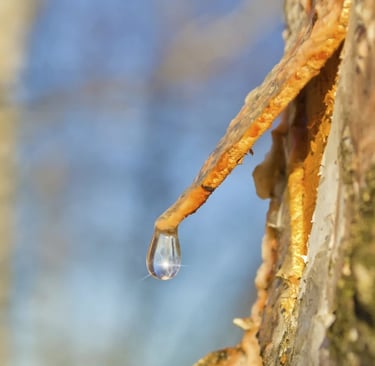goutte de sève coulant d'un bouleau