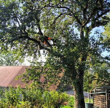 Elagueur en train d'effectuer une taille en vert sur un arbre proche du Mans