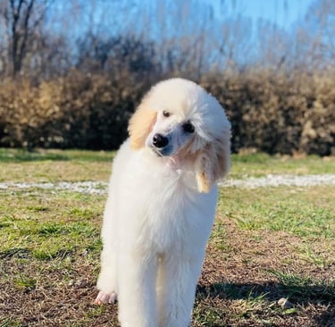 a white Standard poodle standing in the grass with a blue sky in the background