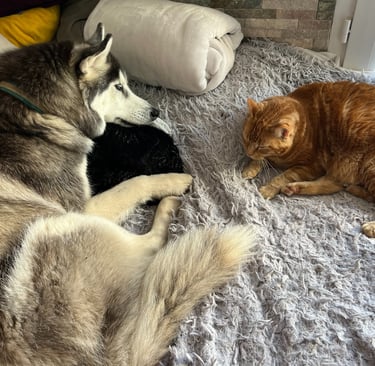 entente chat - chien