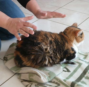 soins énergétiques animalier