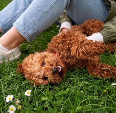 a person sitting on the grass with a dog