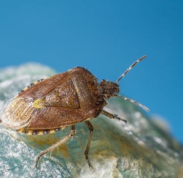 a bug