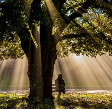 a person sitting on a bench in the sun under the tree
