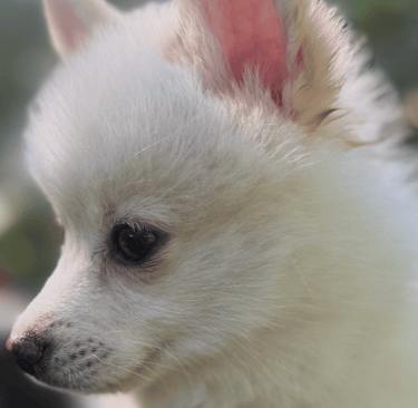 Sunny Teacup Pomsky Puppy 3 months old -Ready for forever home!