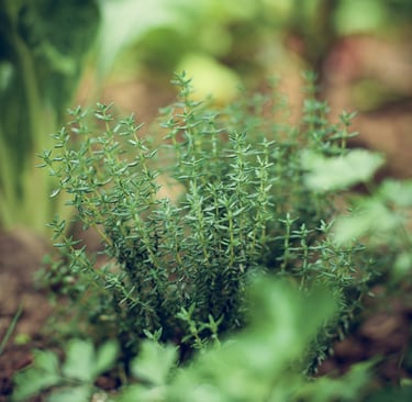 thym plante herbes