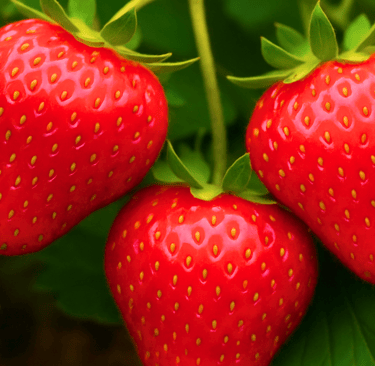 picture of three strawberries on the vine surrounded by green leaves