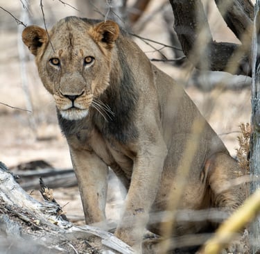 LUANGWA VALLEY