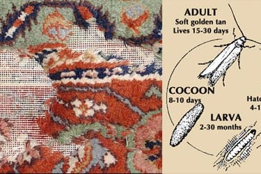 Remove moth from rug