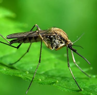 Mosquito Control for the Yard, Garden and Pond