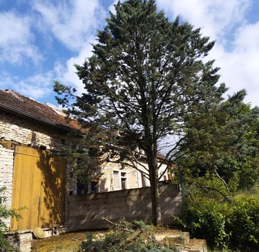abattage délicat à coté de batiment