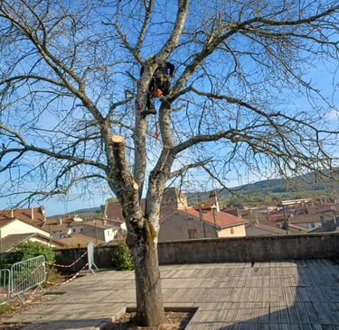 abattage en cours à cluny 71