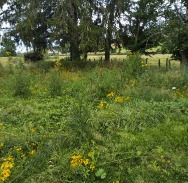 entretien jardin broyage maison secondaire paysagiste à cluny 71