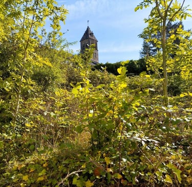 débroussaillage jardin à cluny