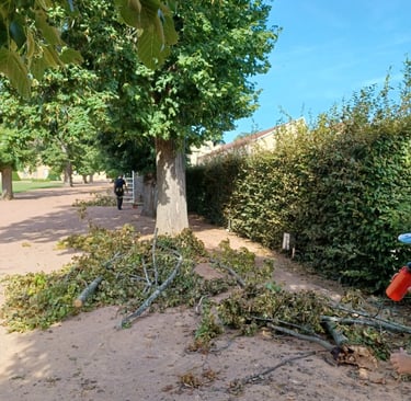 elagage apres tempete