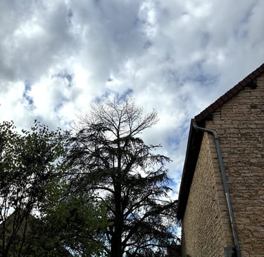 elagage paysagiste à cluny 71