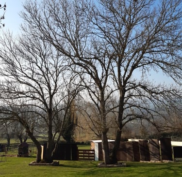 paysagiste cluny élagage