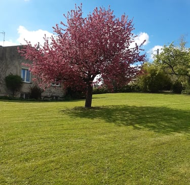 tonte avec ramassage