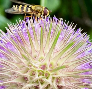 A hover fly on a teasel, Manchester. Photo by Celia Hooson, Circular City