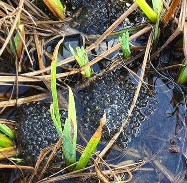 Frogspawn in an urban pond, Manchester. Photo by Celia Hooson, Circular City