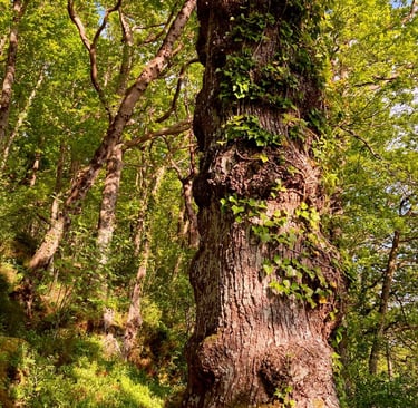 An image of an urban woodland with a tree trunk in the foreground by Celia Hooson, Circular City