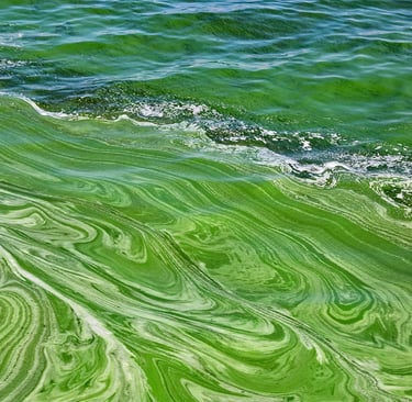 cyanobacteria scum