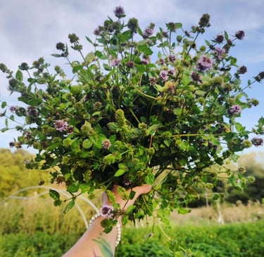 Bouquet de menthe récoltée dans le jardin pour Berlioz