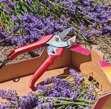Lavande fraichement récoltée dans le jardin pour les infusions