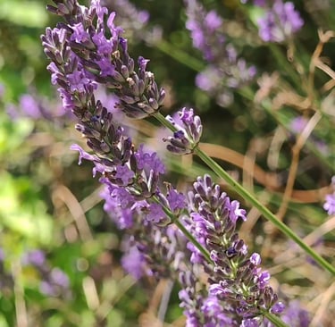 Lavande fraiche du jardin pour formulaire de contact