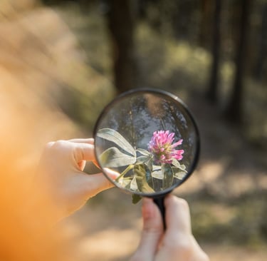 A person using a magnifying glass to examine a pink clover flower in a sunny forest.