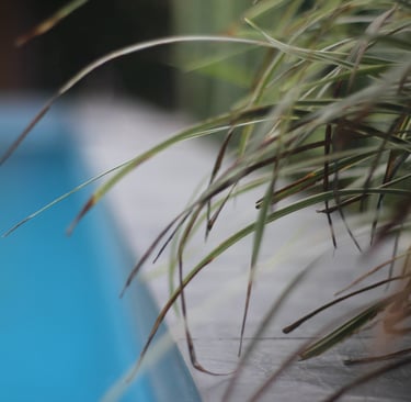 mindo-naturaleza-bicok-hospedaje